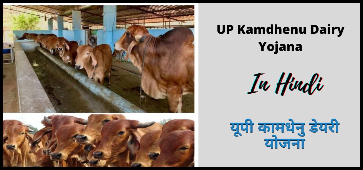 showing the image of UP Kamdhenu Dairy Yojana 2024