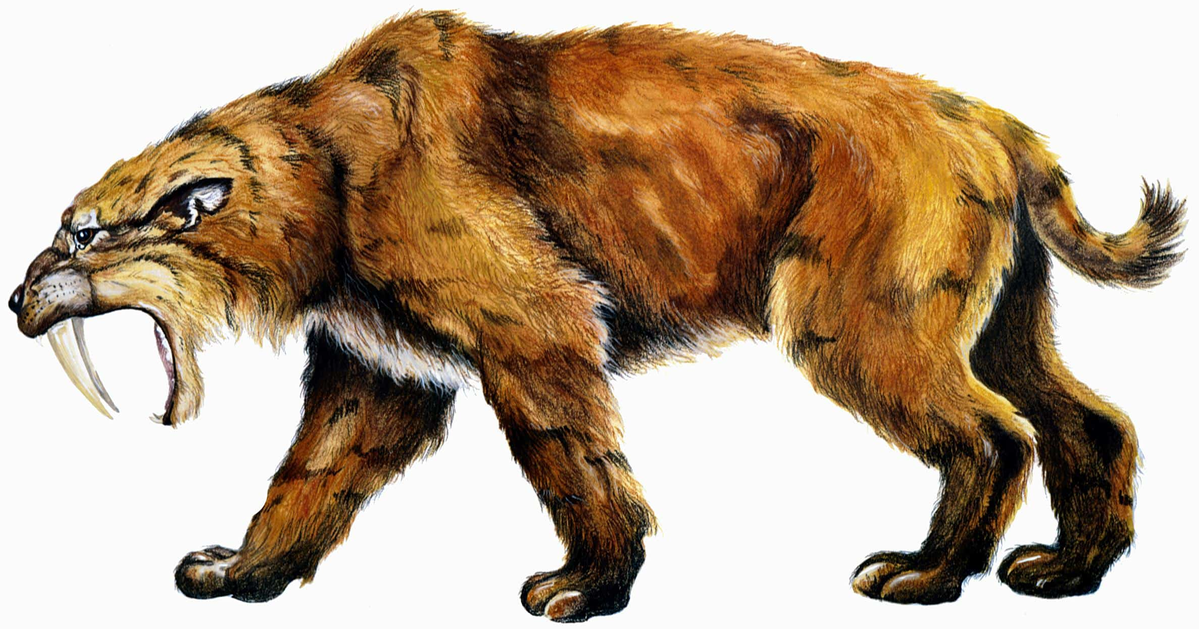 showing the image of " स्मिलोडोन (कृपाण-दांतेदार बाघ)- Smilodon (saber-toothed tiger) ", one of the most Dangerous Extinct Animals