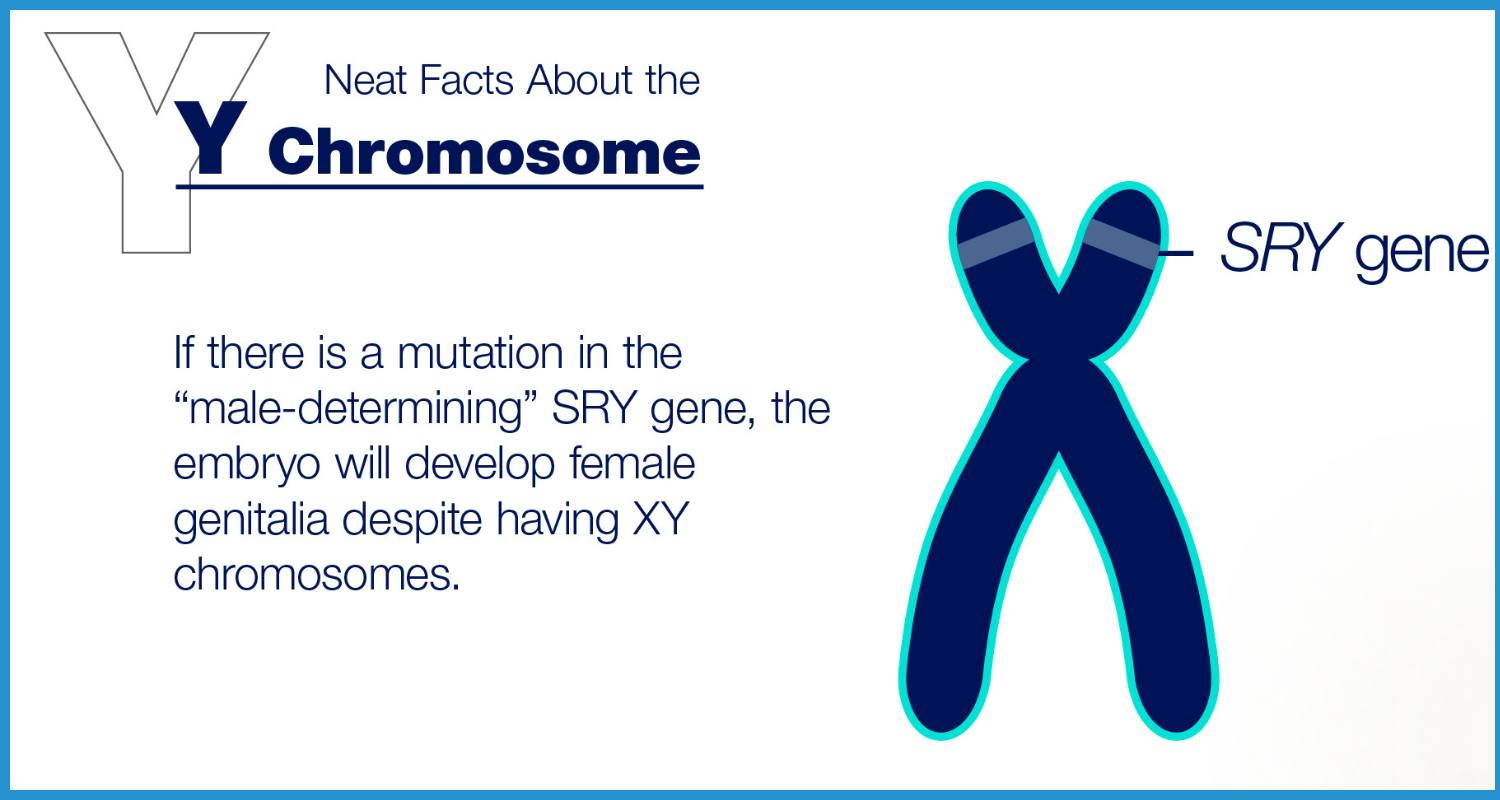 showing the image of " Y-chromosome sequencing ", one of the 6 top Scientific Achievements in 2024.