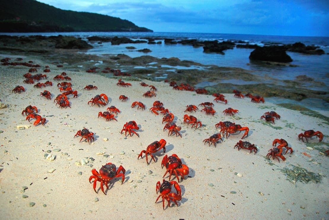 showing the image of " क्रिसमस आइलैंड (Christmas Island)  ", one of the most World's Most Mysterious Islands.