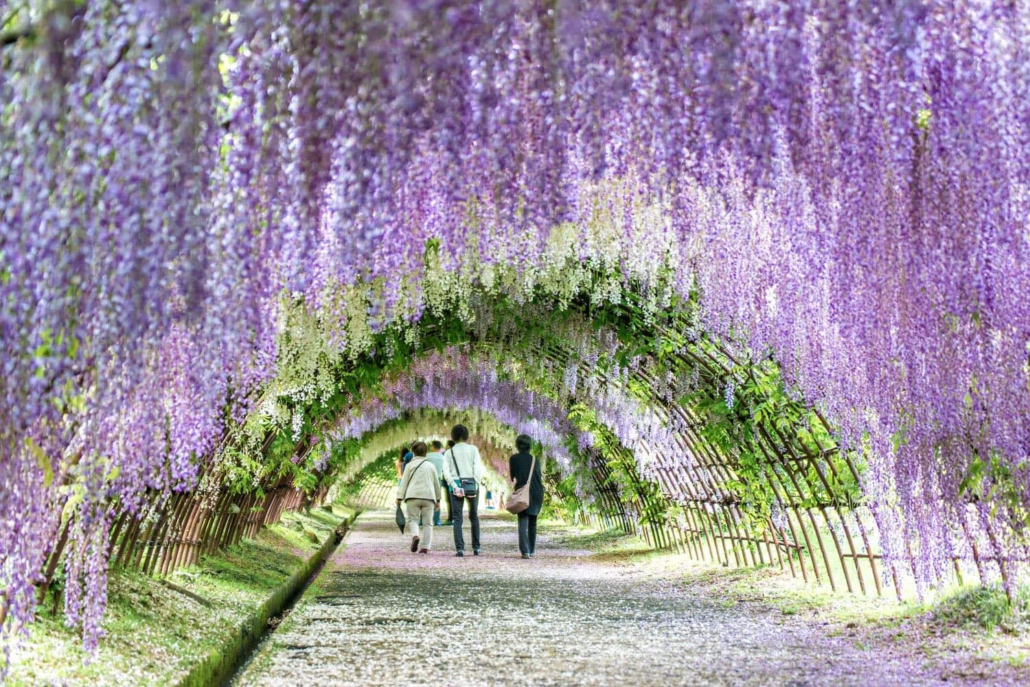 showing the image of "विस्टेरिया ट्री, जापान (Wisteria tree, Japan) ", one of the World's 7 Strangest Trees.