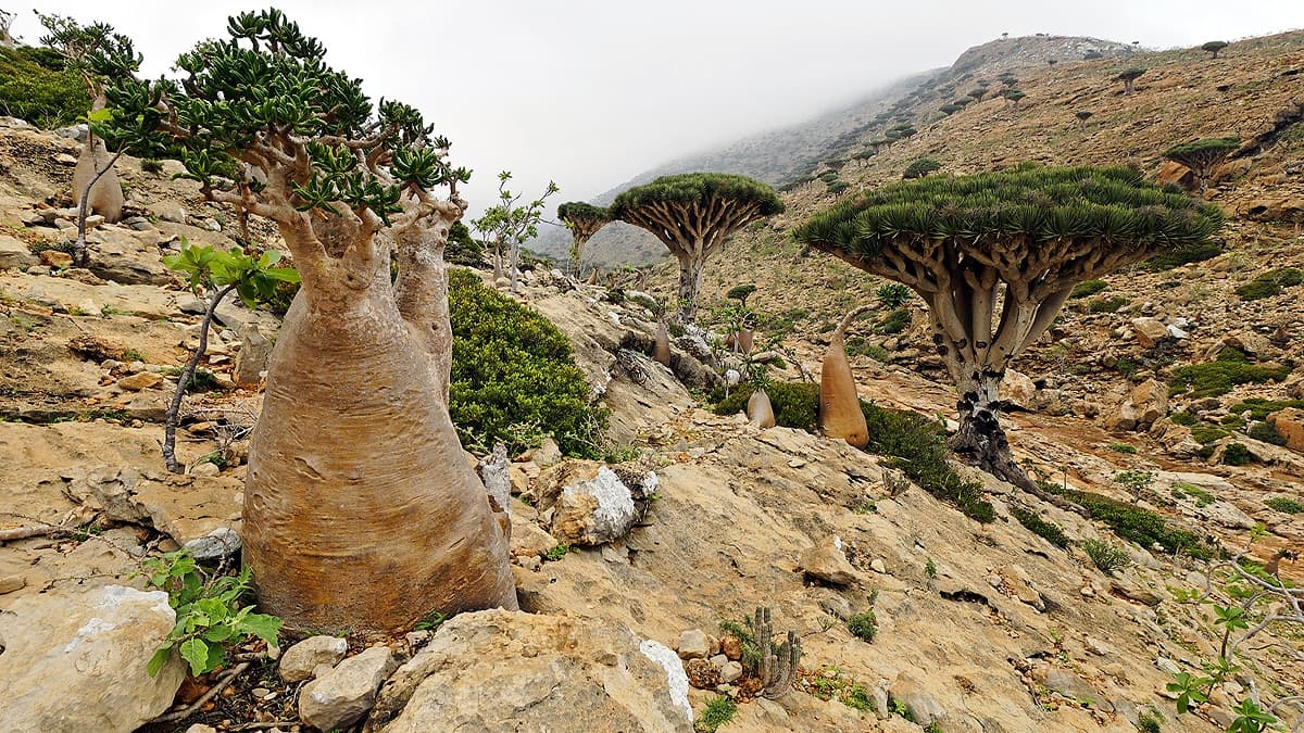 showing the image of " सोकोत्रा आइलैंड (Socotra Island)  ", one of the most World's Most Mysterious Islands.