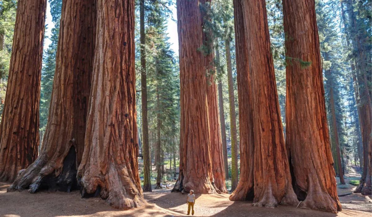 showing the image of "ग्रेट सिकुआ ट्री, अमेरिका (Great Sequoia Tree, America) ", one of the World's 7 Strangest Trees.