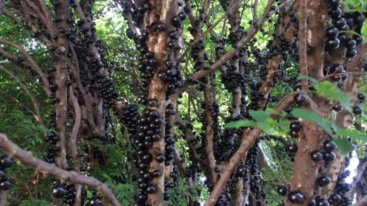 showing the image of "जबूटीकाबा ट्री, अमेरिका (Jabuticaba Tree, America) ", one of the World's 7 Strangest Trees.