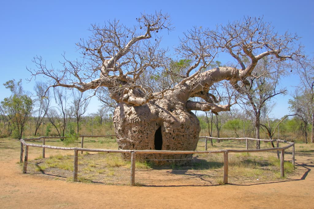 showing the image of "बॉटल ट्री, ऑस्ट्रेलिया (Bottle Tree, Australia) ", one of the World's 7 Strangest Trees.