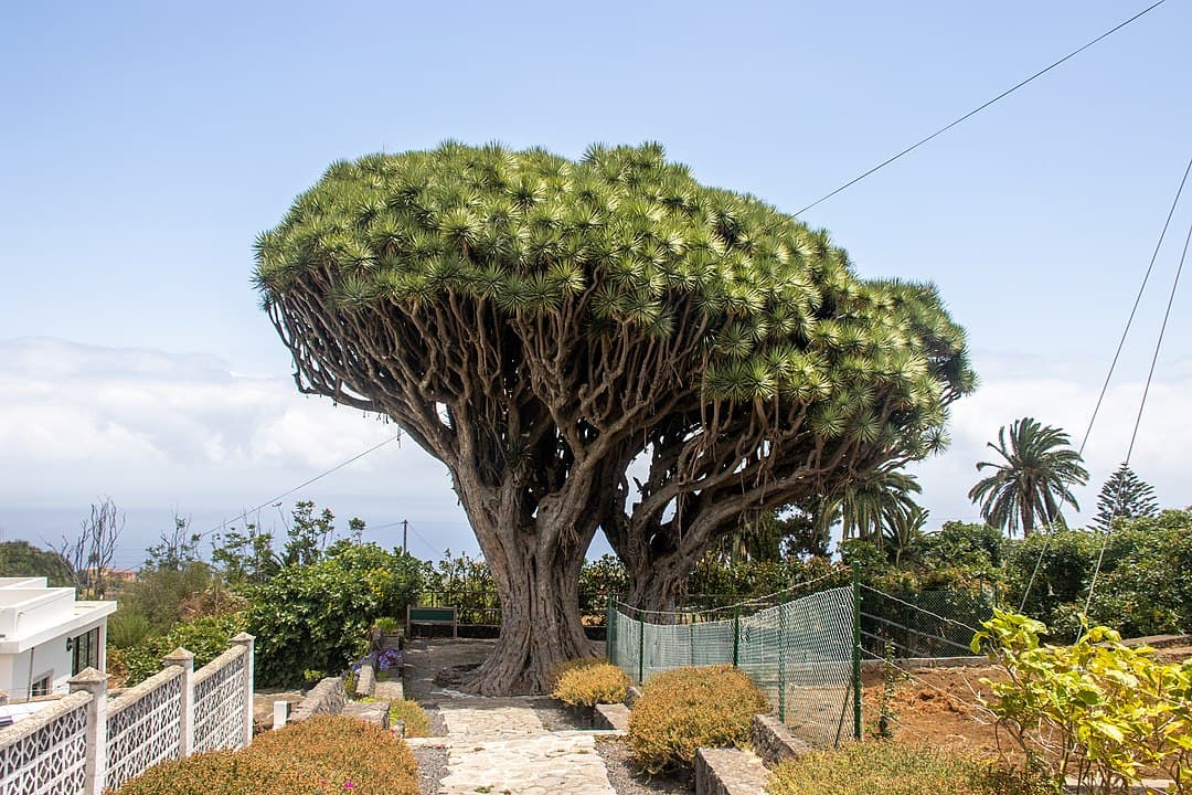 showing the image of "ड्रैगन ब्लड ट्री, कैनरी आईलैंड (Dragon's Blood Tree, Canary Islands)", one of the World's 7 Strangest Trees.