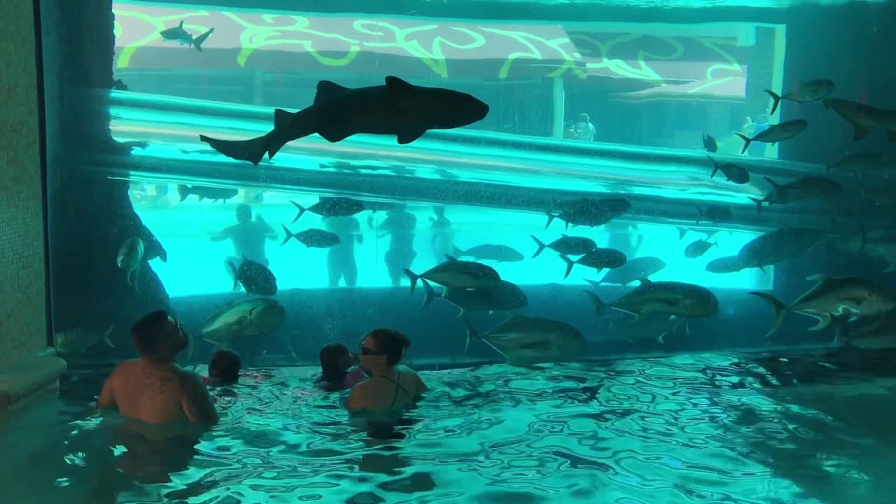 showing the image of " गोल्डन नगेट टैंक, लास वेगास (Golden Nugget Tank, Las Vegas) ", one of the Most Amazing Pools in th world.