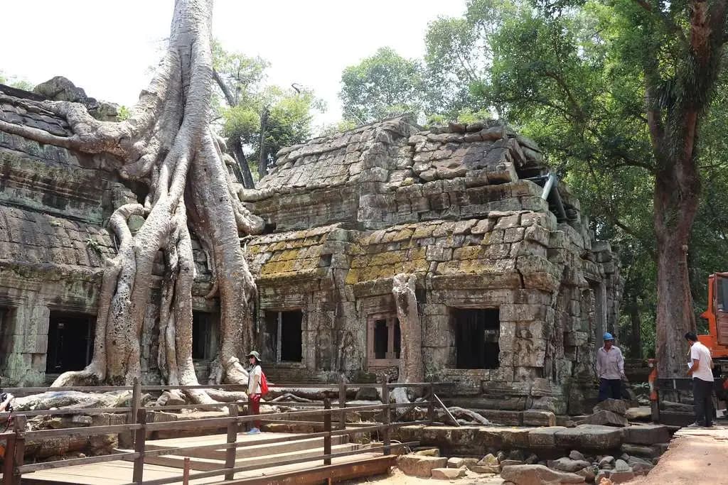 showing the image of "सिल्क कॉटन ट्री, कंबोडिया (Silk Cotton Tree, Cambodia)", one of the World's 7 Strangest Trees.