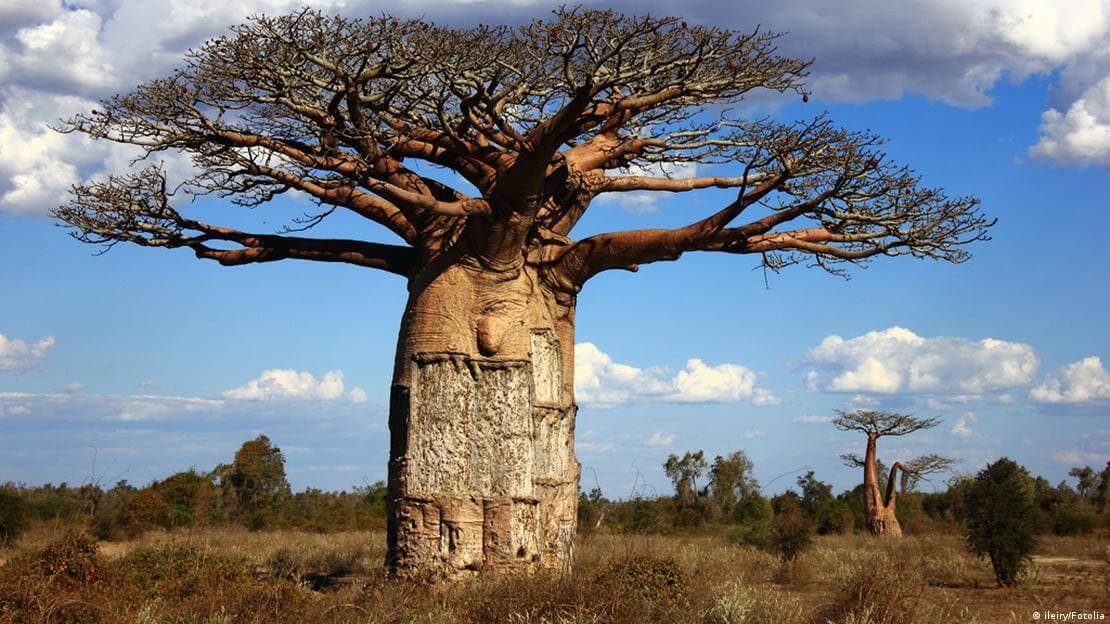 showing the image of "बाओबाब ट्री, अफ्रीका से अलग हुए भाग मेडागास्कर (Baobab tree, Madagascar separated from Africa)", one of the World's 7 Strangest Trees.