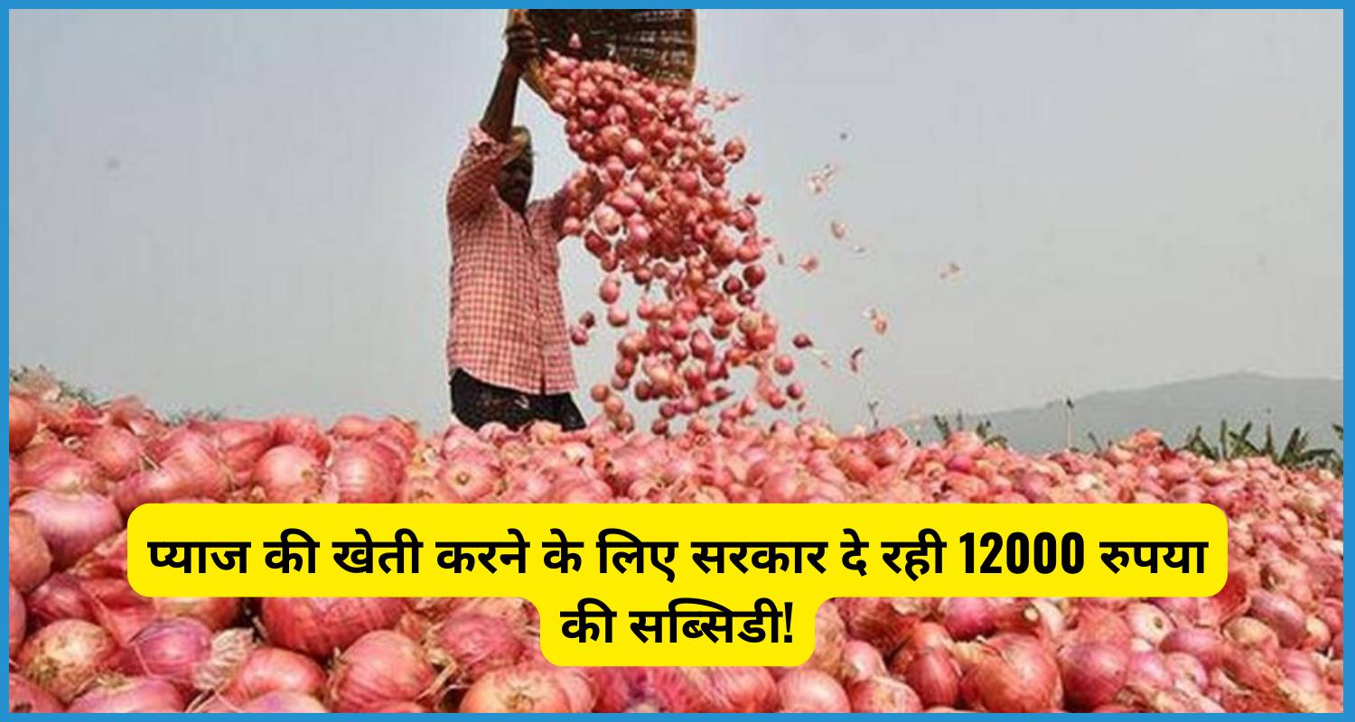 showing the image of Onion Subsidy Yojana 2024