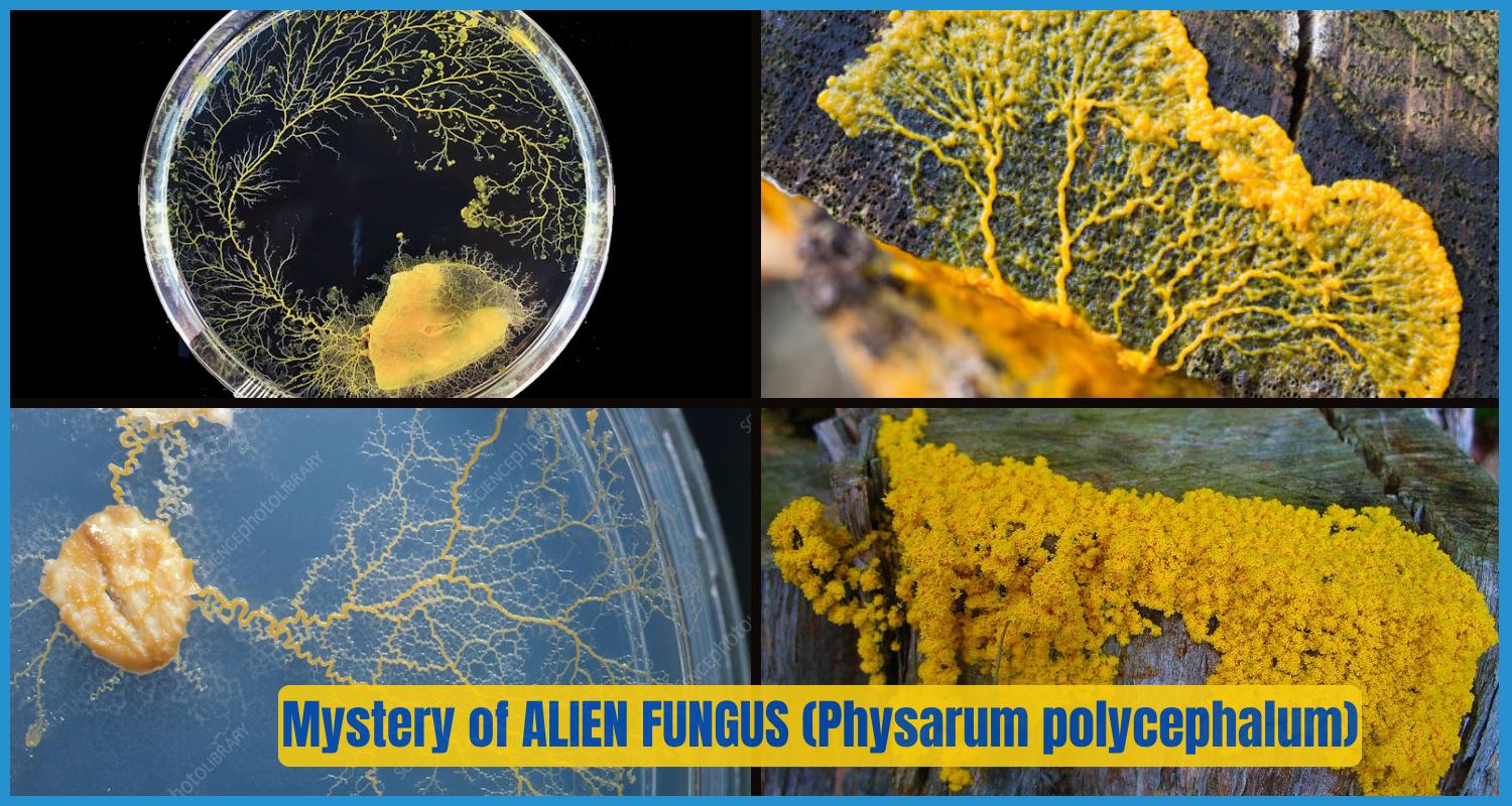 showing the image of Mystery of ALIEN FUNGUS (Physarum polycephalum)Thinking without a brain use physical cues to decide where to grow