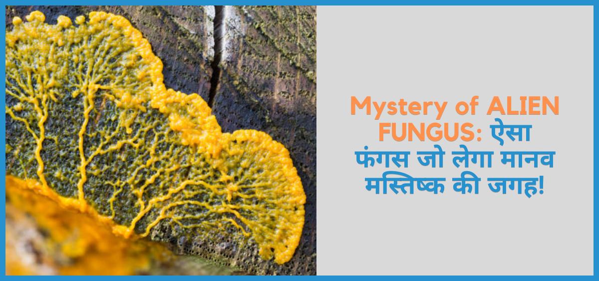 showing the image of Mystery of ALIEN FUNGUS