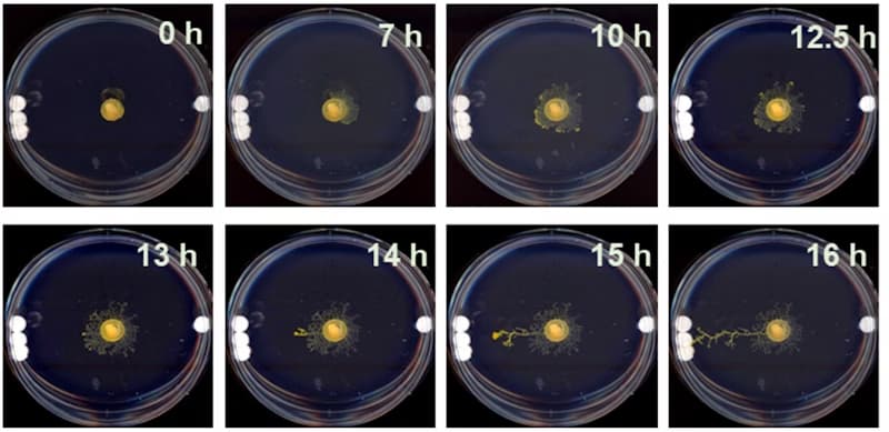 showing the image of Mystery of ALIEN FUNGUS (Physarum polycephalum)Thinking without a brain use physical cues to decide where to grow