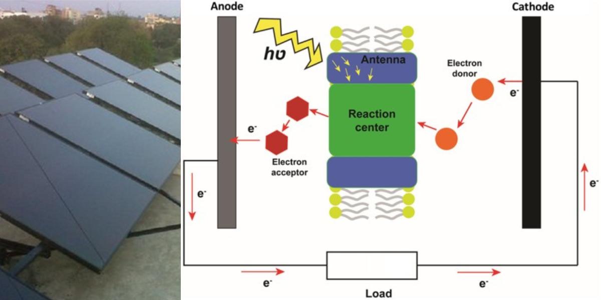 showing the image of Biohybrid Solar Cells, which is the type of thin solar panels.